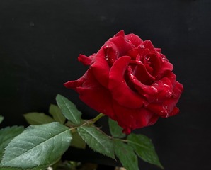 A683274F-E022-4BF4-9E20-812539177130/L0/001