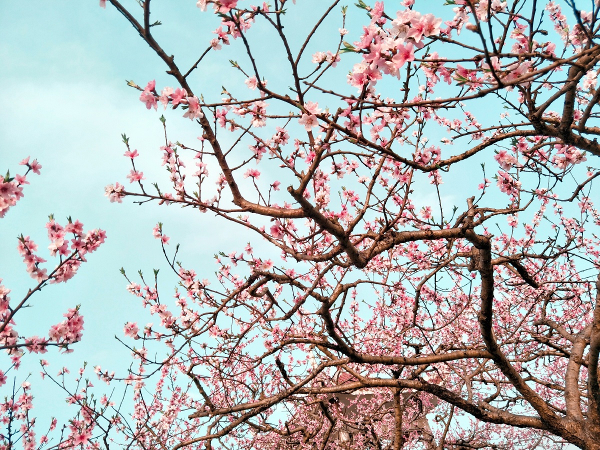 春天美景美丽无比