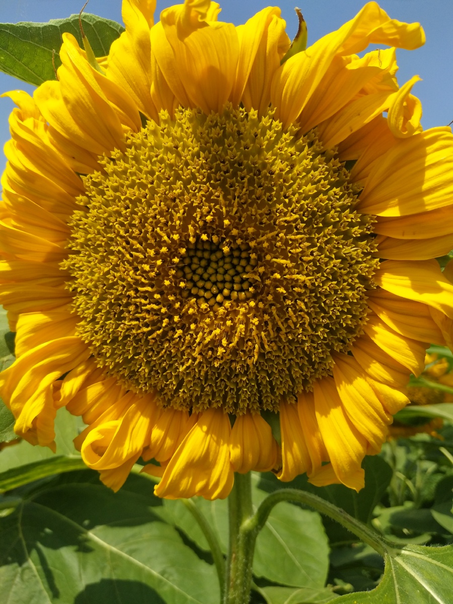 祖国的花朵995 - 图虫