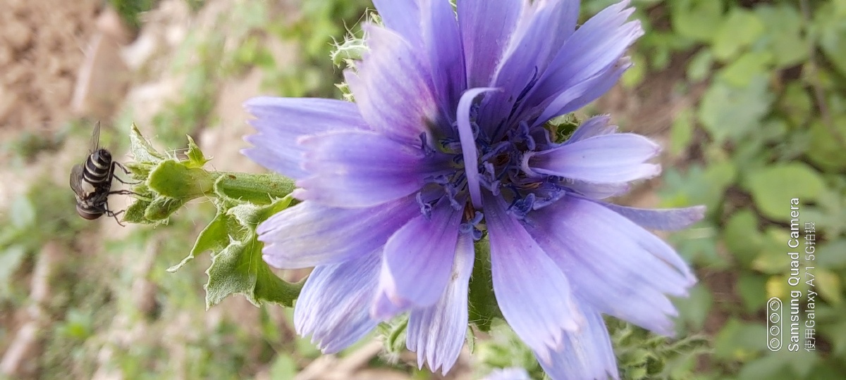 莴苣花 - 乐缘善行 - 图虫