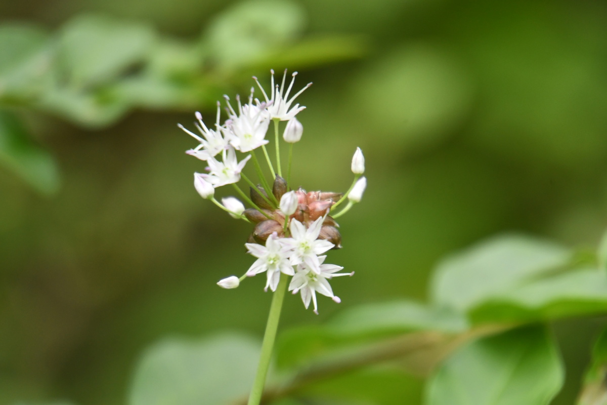 野葱开花 - 乐缘善行 - 图虫