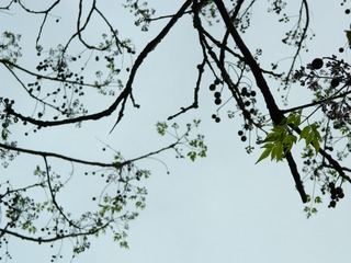 1468025
