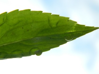 1507069