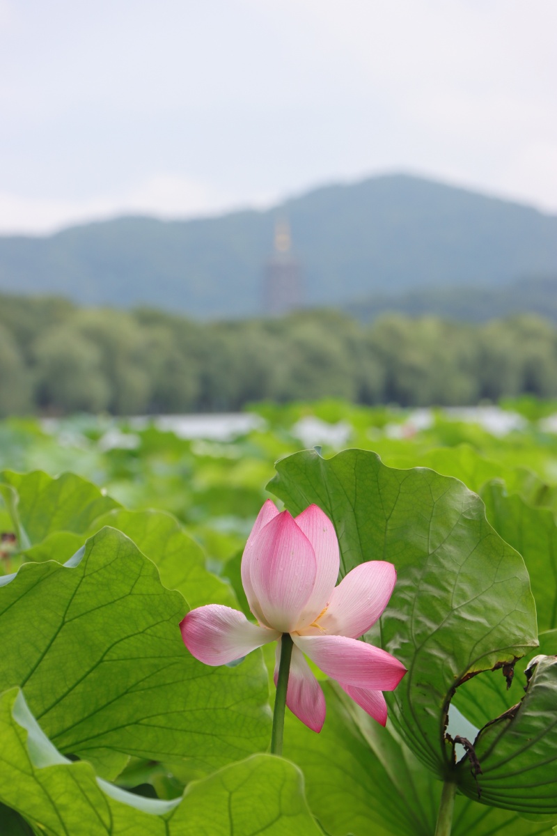 梅雨季曲院风荷的荷花