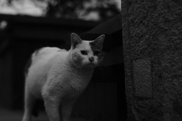 tmp_e3b06d56dd8e21e6da3e10d9313f8f16