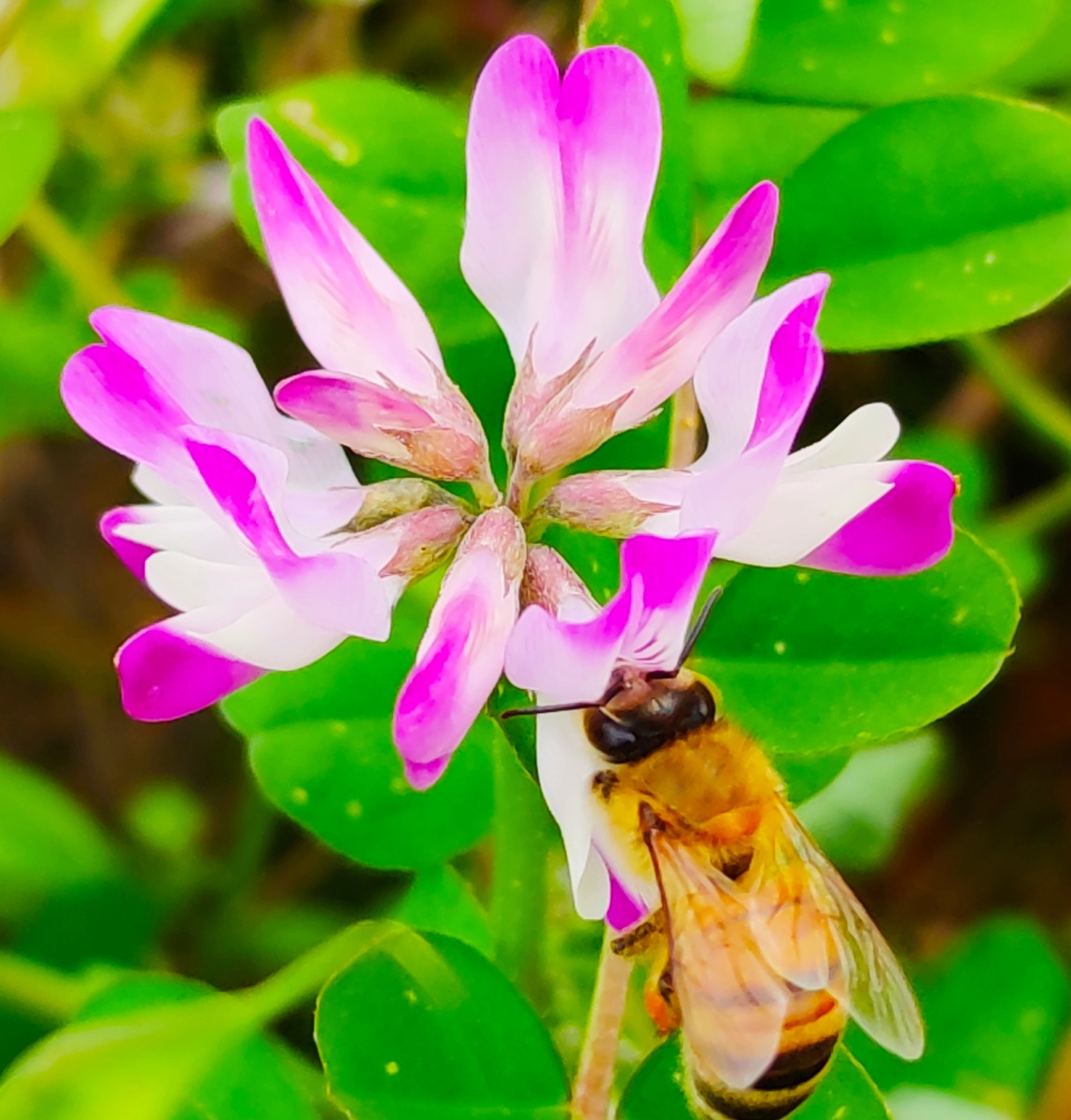 紫云英可赏的花可食的草可