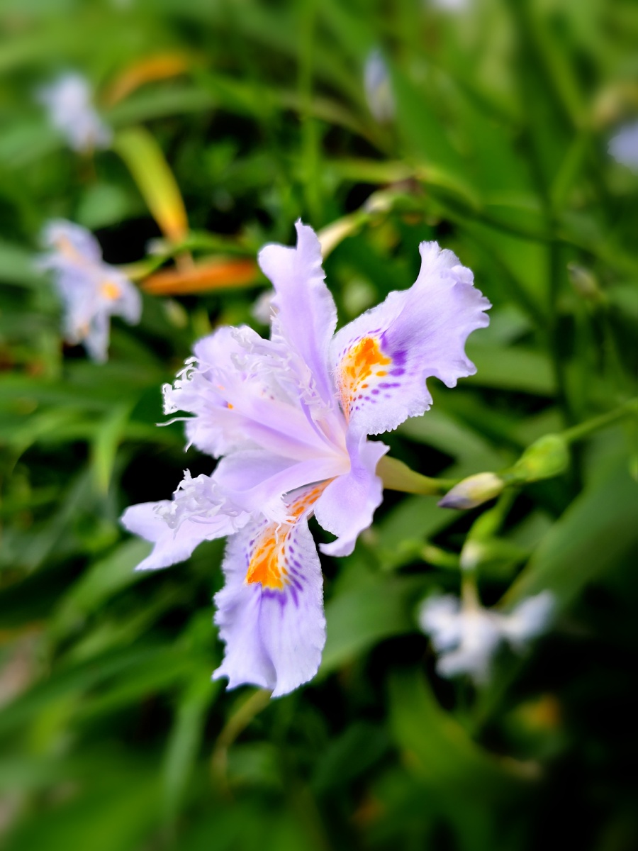 一直喜欢扁竹叶花的盛开 它虽然没有牡丹花的雍容华贵 也没有玫瑰花的