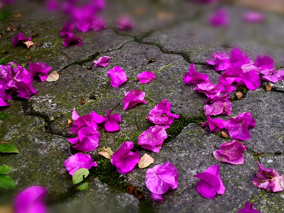 唯美花开花落的图片意境花开花落高清图片飘落的花朵图片真实高清花落