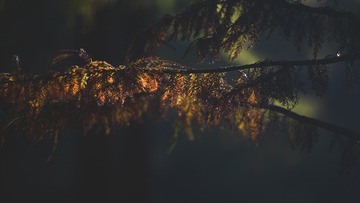 1642486