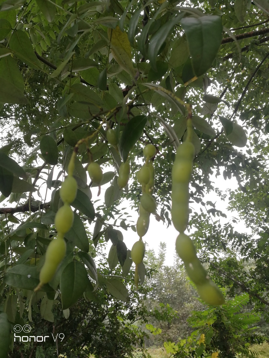 树上长豆可惜不能吃