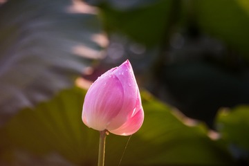 133176