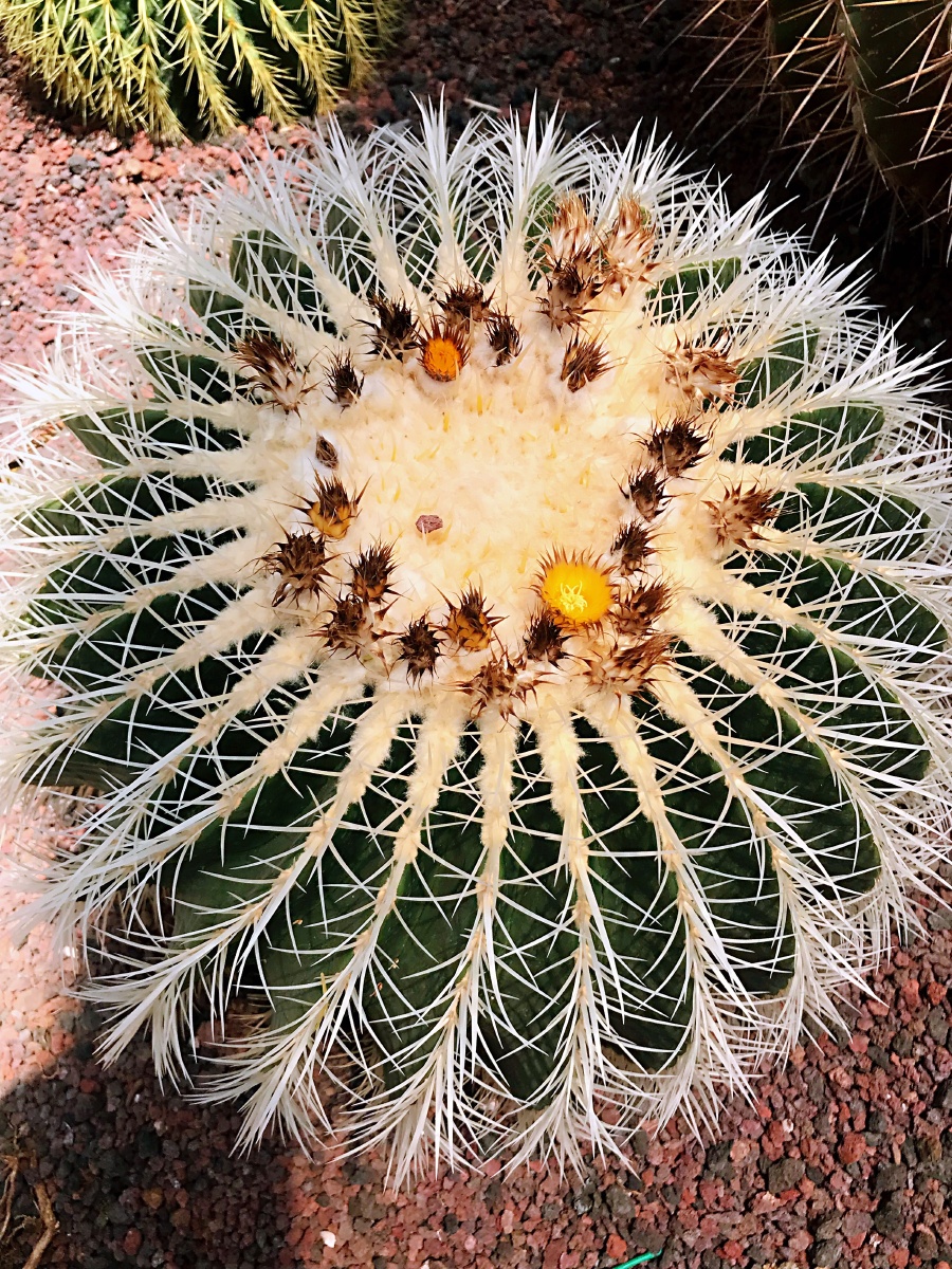 仙人掌虽平凡却历经沧桑开出骄美的沙漠之花