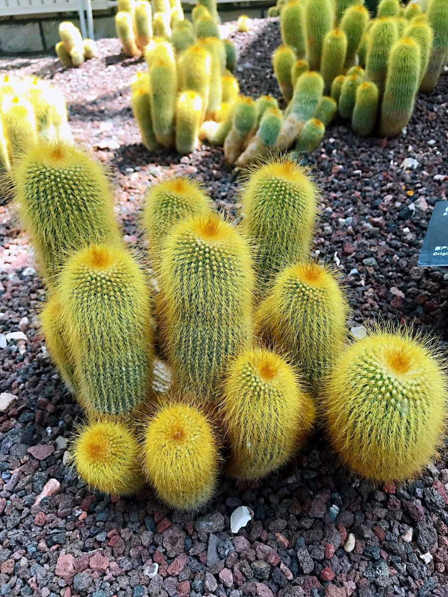 仙人掌虽平凡却历经沧桑开出骄美的沙漠之花