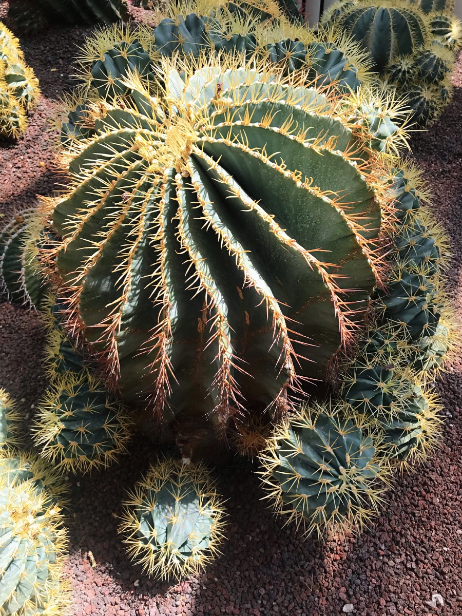 仙人掌虽平凡却历经沧桑开出骄美的沙漠之花