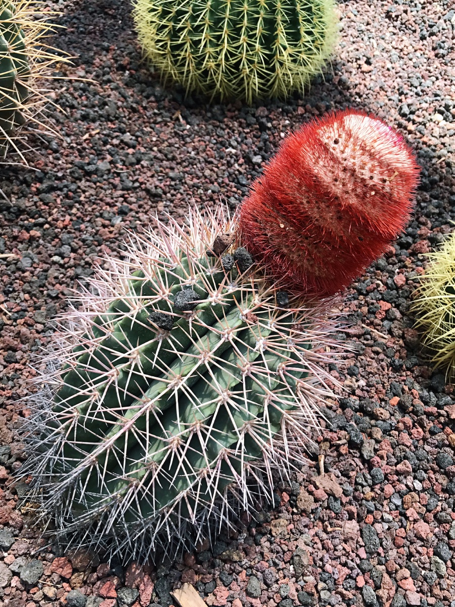 仙人掌虽平凡却历经沧桑开出骄美的沙漠之花