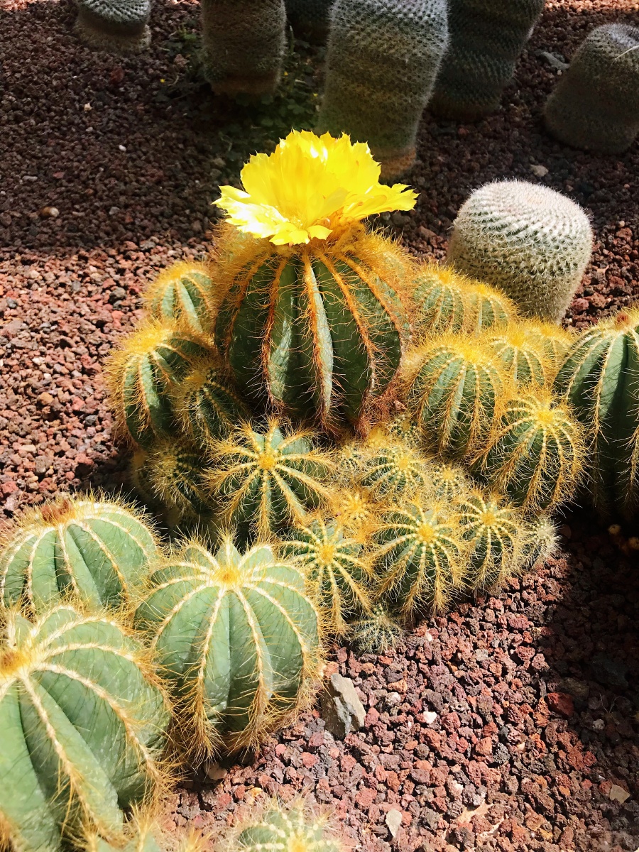 仙人掌虽平凡却历经沧桑开出骄美的沙漠之花
