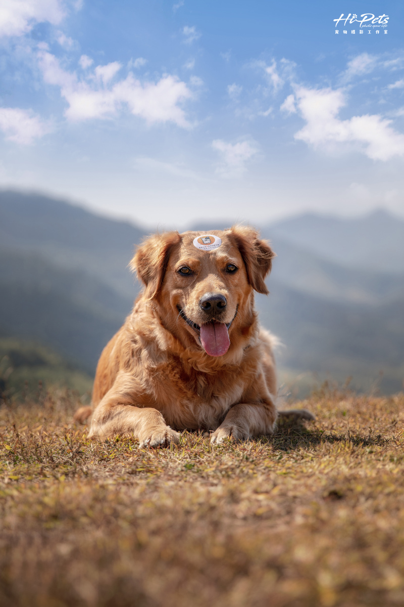 身材十分"威武",巨可爱.金毛犬