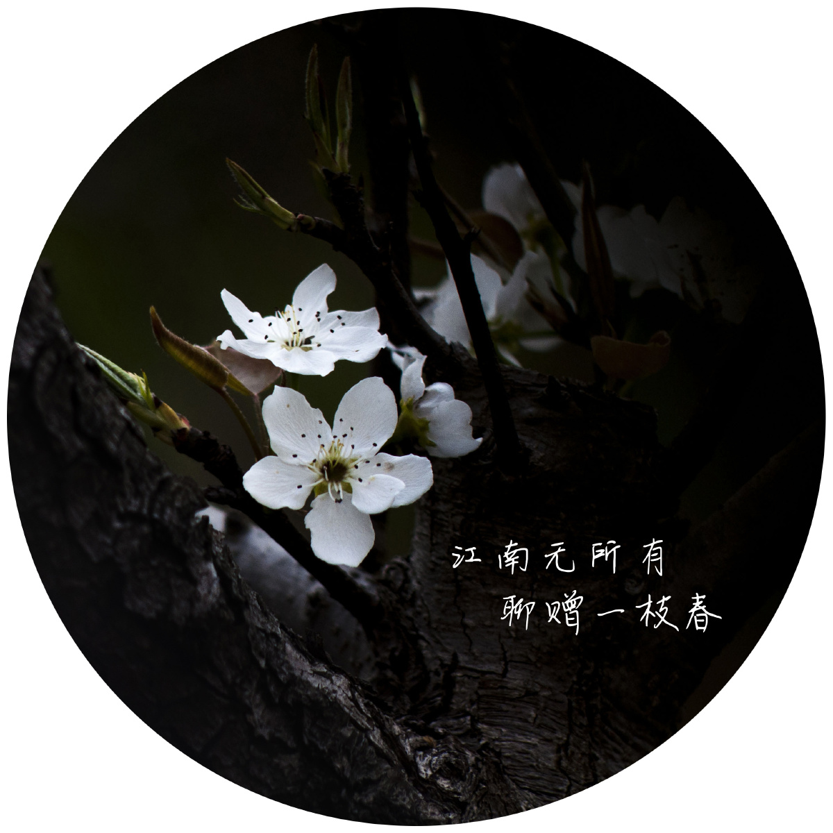 江南无所有聊赠一枝春