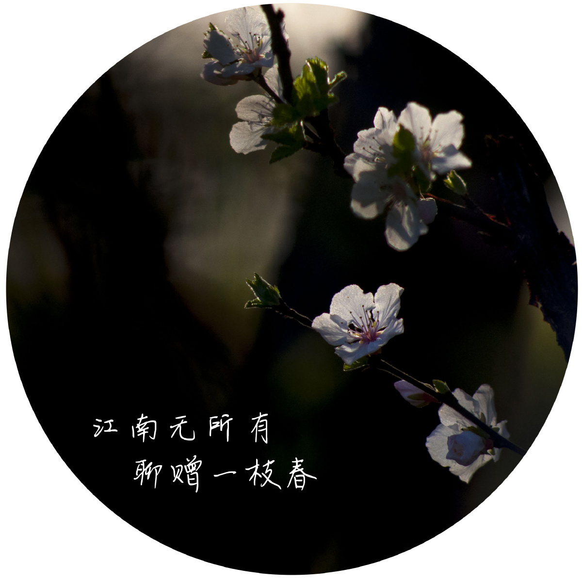 江南无所有聊赠一枝春