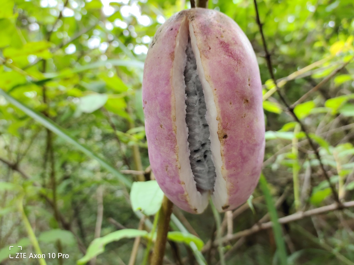 野生八月瓜想吃的自己拿