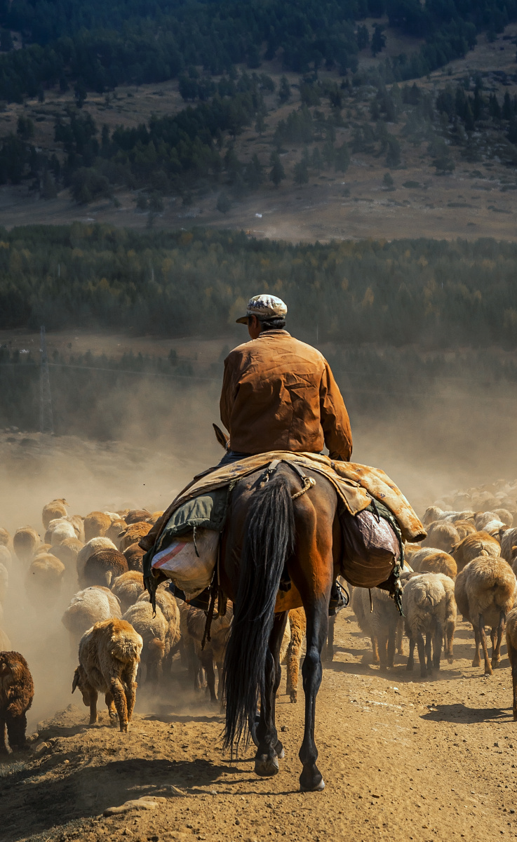 阿勒泰秋季牛羊马转场