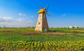 黄花园11
