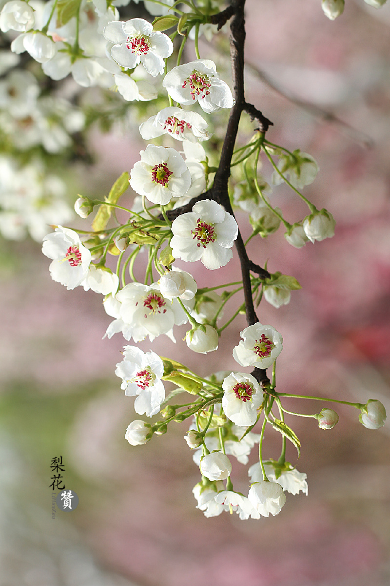 梨花赞春暖花开百花争艳