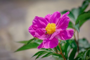 96550