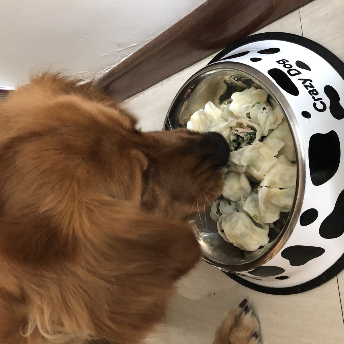 宠物肠炎吃什么好,肠胃炎怎么治疗?
