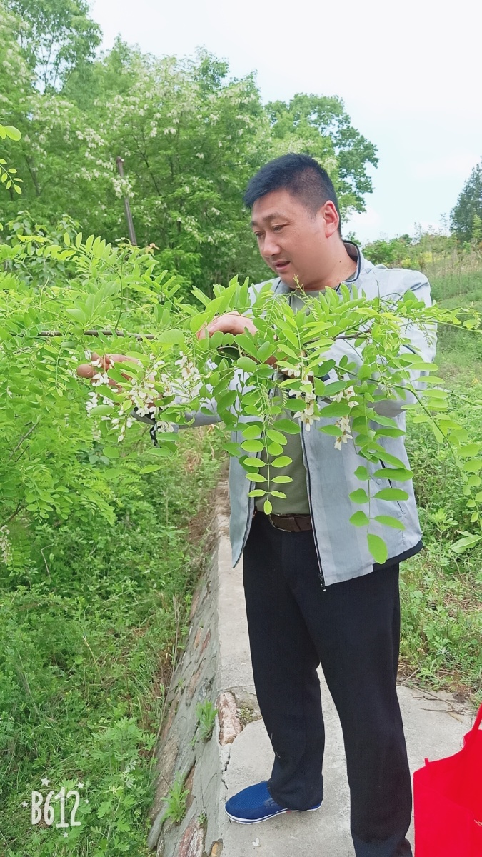 玉溪苗木基地苗木价格