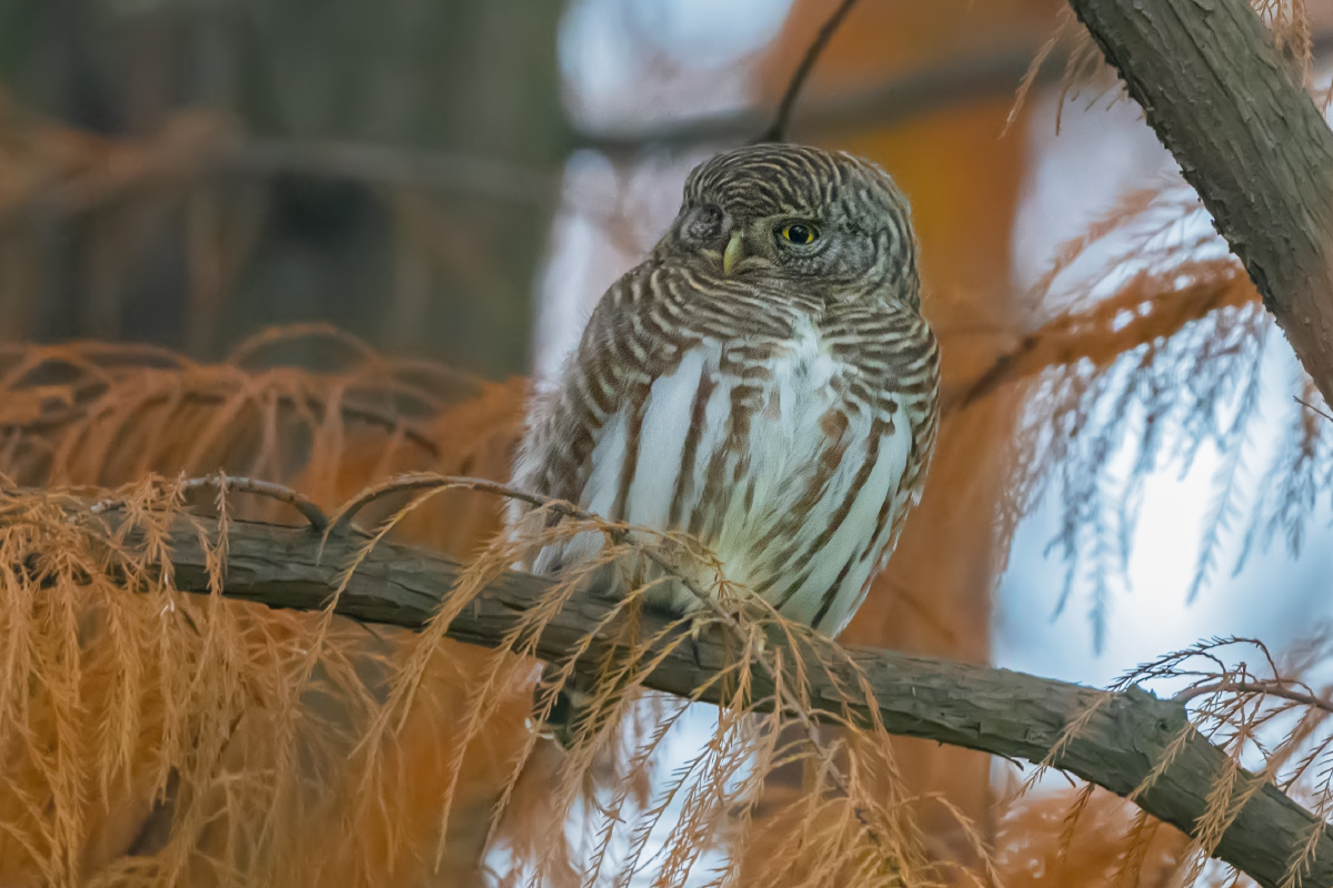 斑头鸺鹠俗称小猫头鹰
