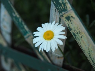 701976