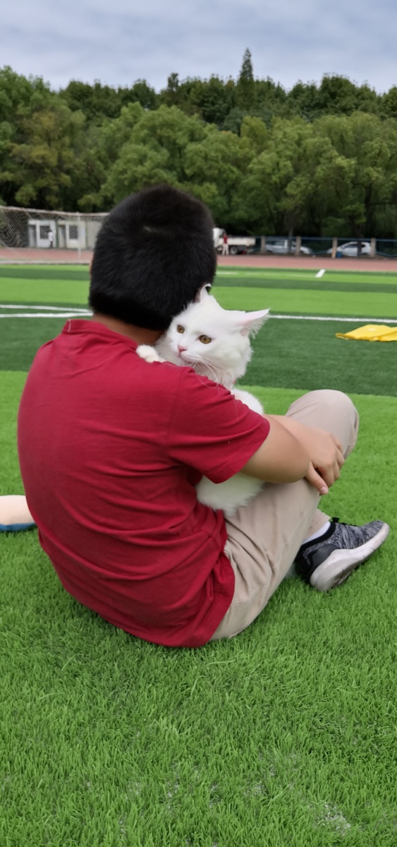 狸猫能当宠物养不,野生猫和家猫之别