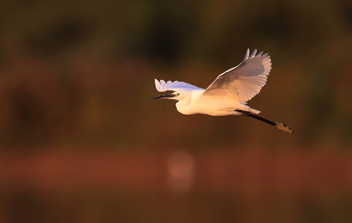 那唯美的飞行姿态促使我不停的按动手中相机快门记录这美好的瞬间.