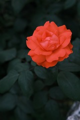3EA0D59B-9296-4B7E-8A0D-0BCDC4CD0B3B/L0/001
