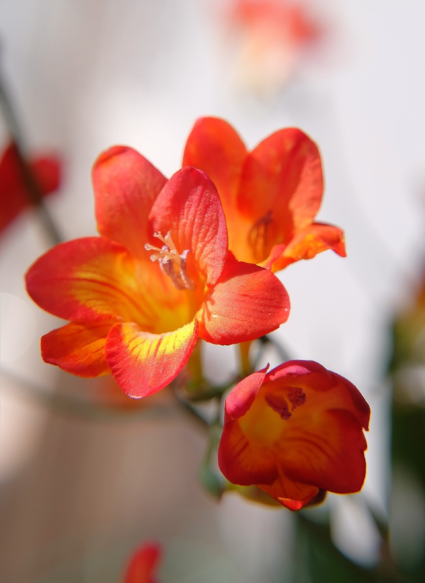 香雪兰小苍兰组图5