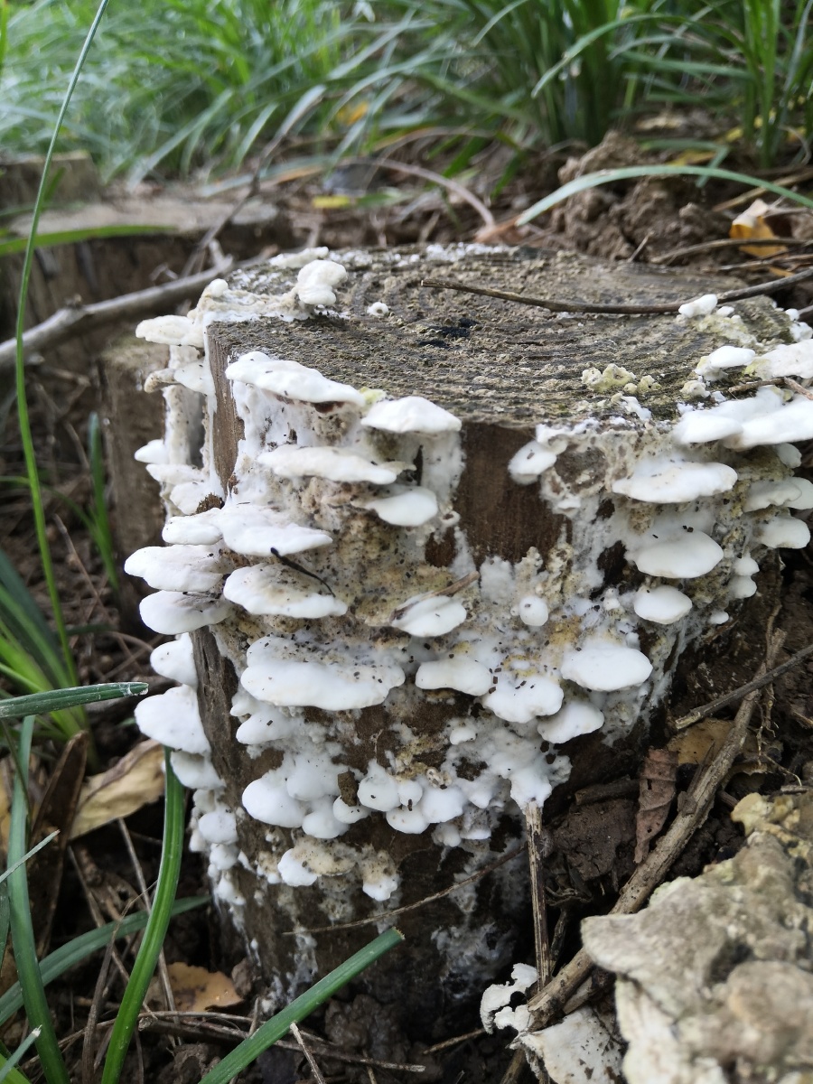 枯木桩上的蘑菇 - 笑影映像 - 图虫