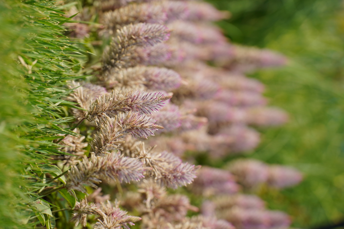 澳洲狐尾 - 笑影映像 - 图虫