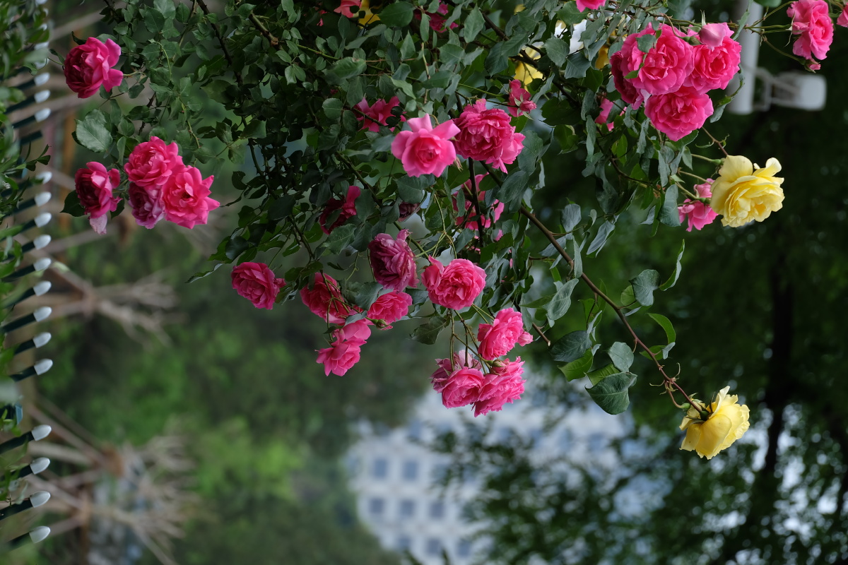 路边的月季花