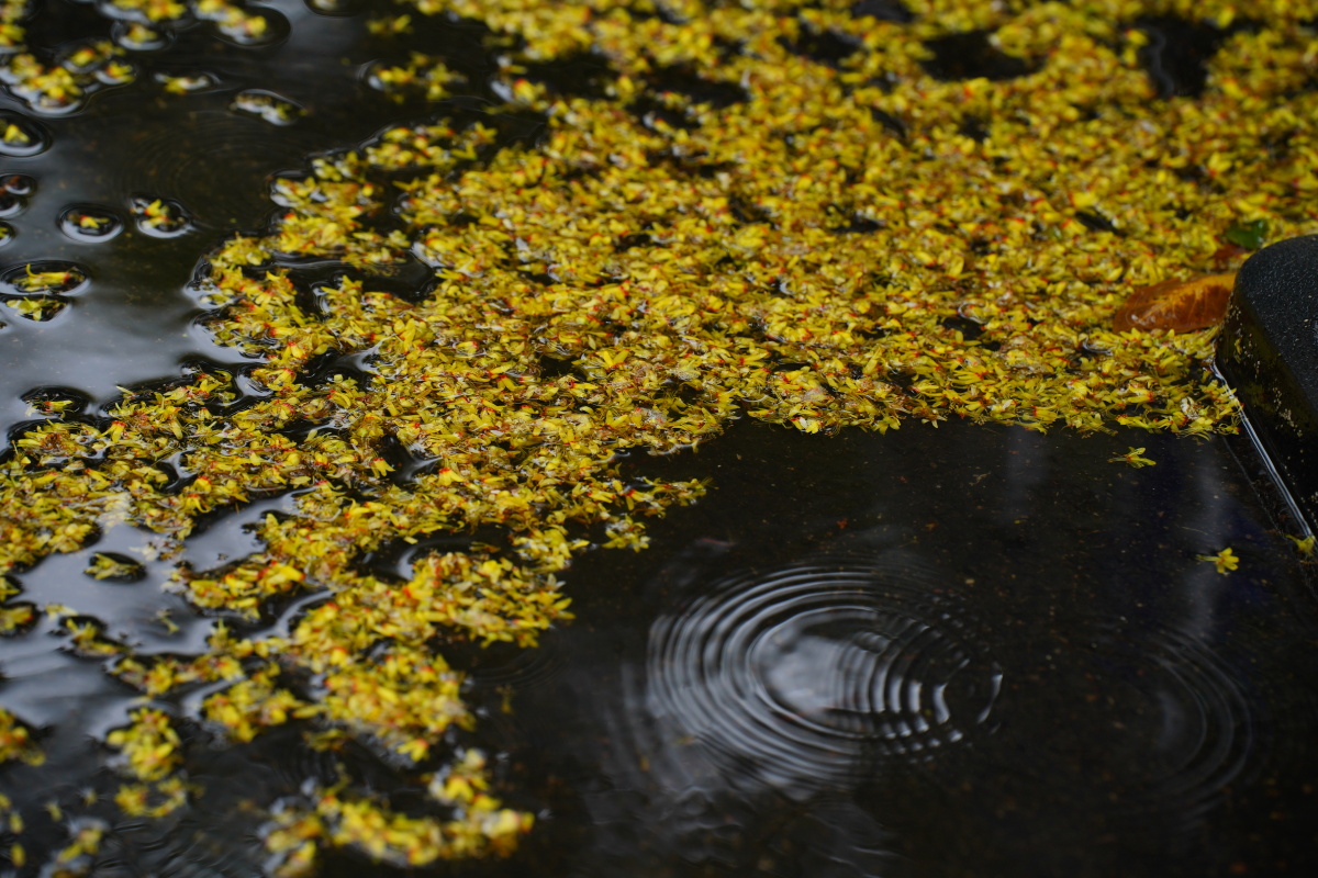 秋雨落花组图 - 笑影映像 - 图虫