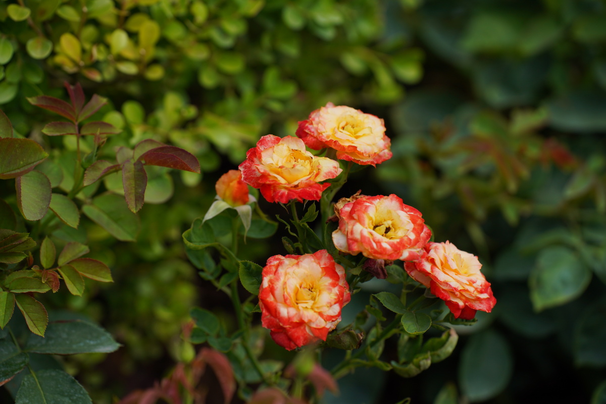 月季- 笑影映像 - 图虫