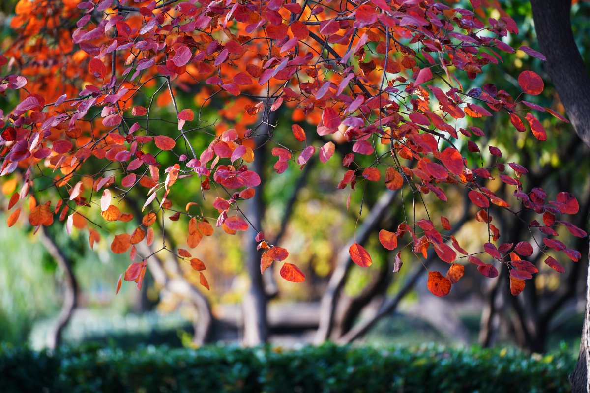 红叶一一黄栌八