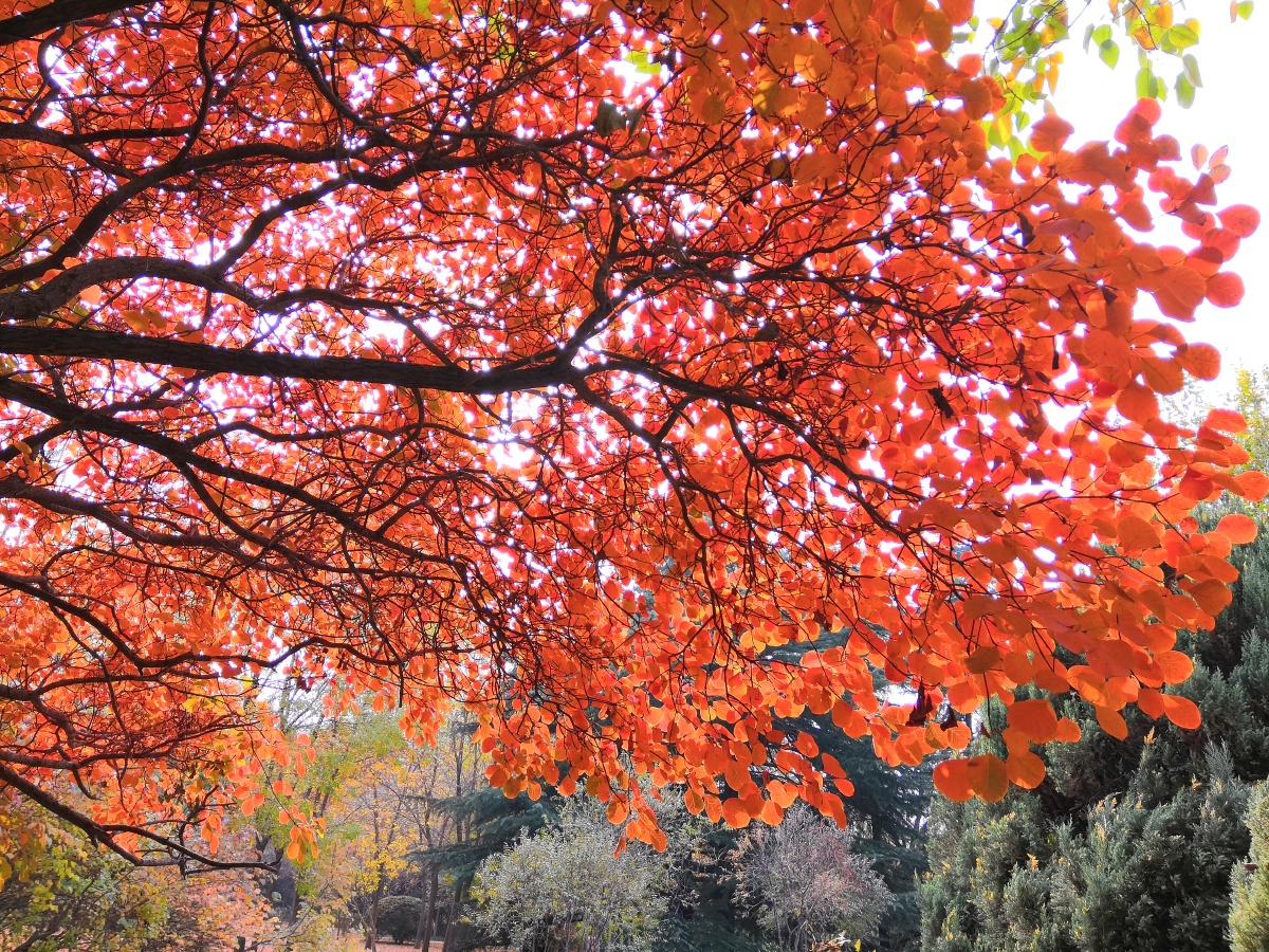 红叶一一黄栌四