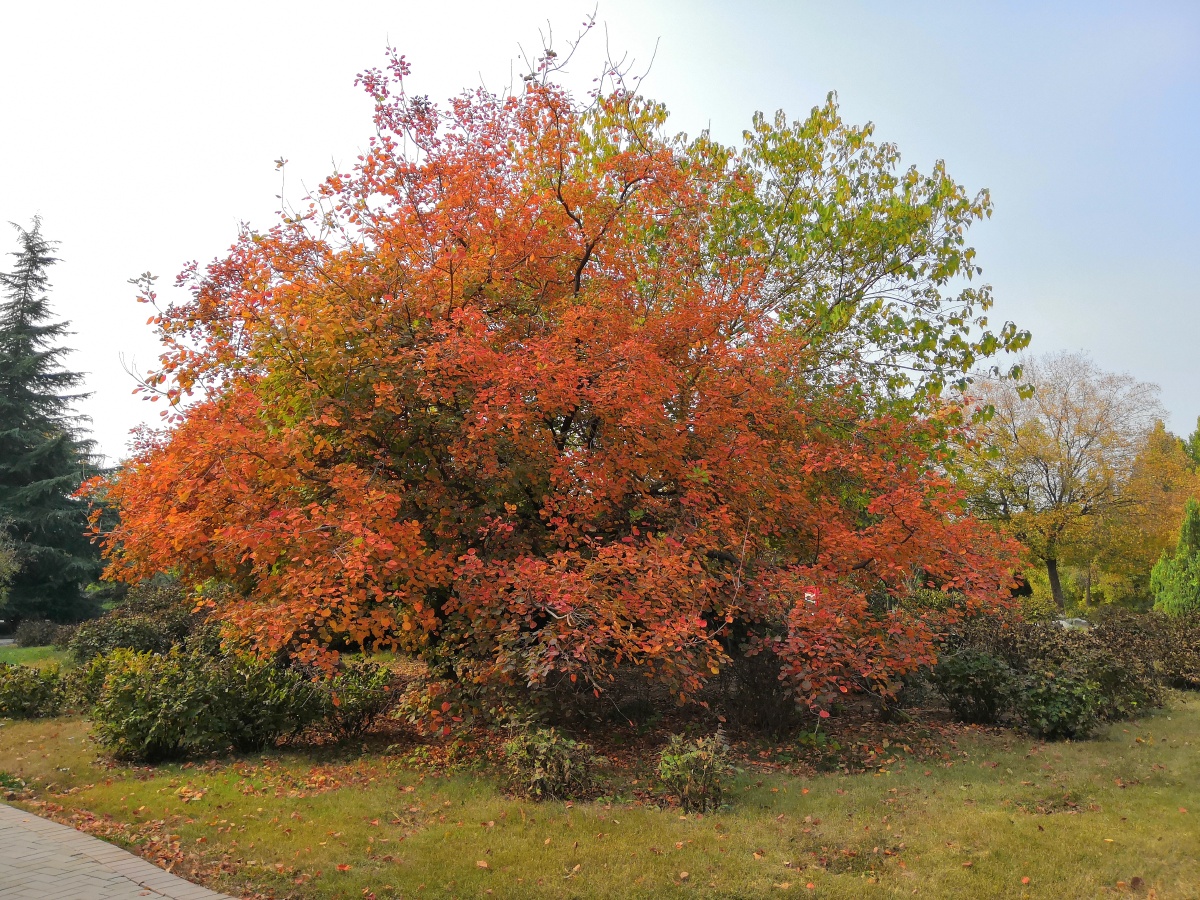 红叶一一黄栌四