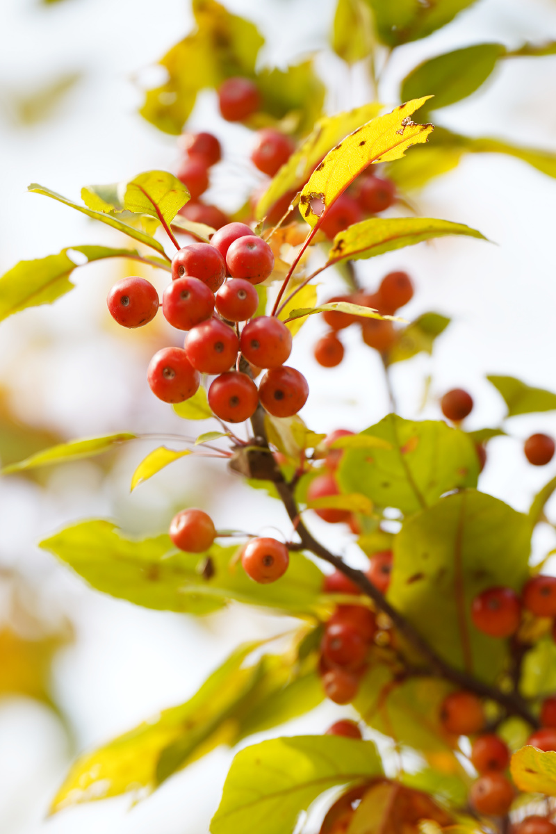 红果子组图19一一海棠果 - 笑影映像 - 图虫