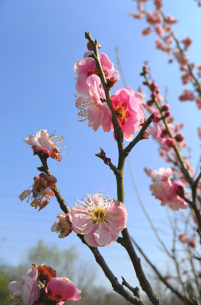 梅花组图16