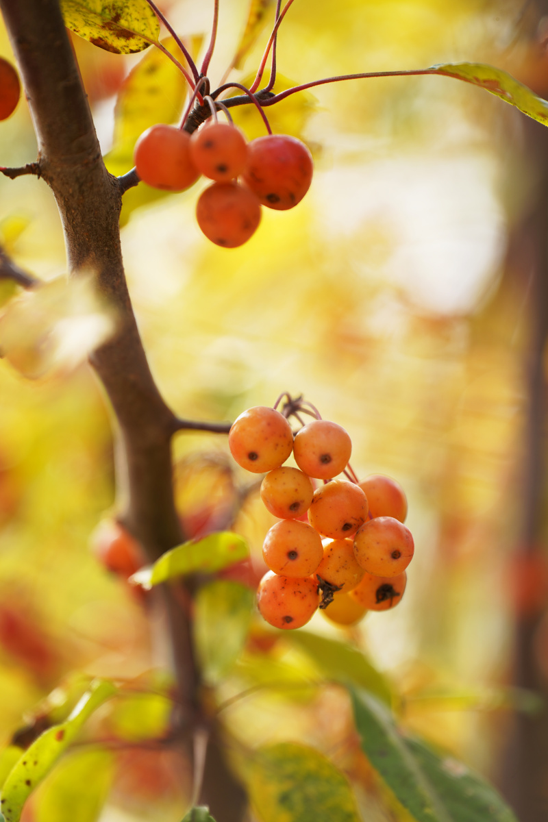 红果子组图19一一海棠果 - 笑影映像 - 图虫