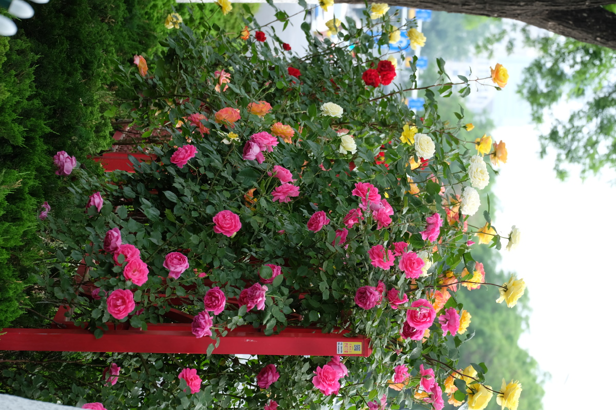 路边的月季花
