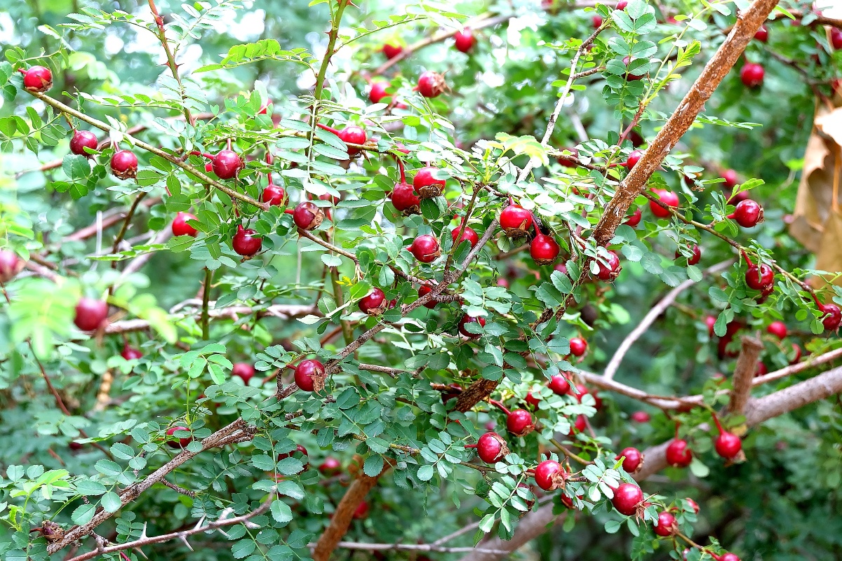 黄刺玫的果实 - 笑影映像 - 图虫