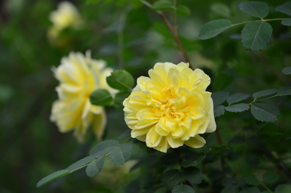 黄刺玫 - 笑影映像 - 图虫